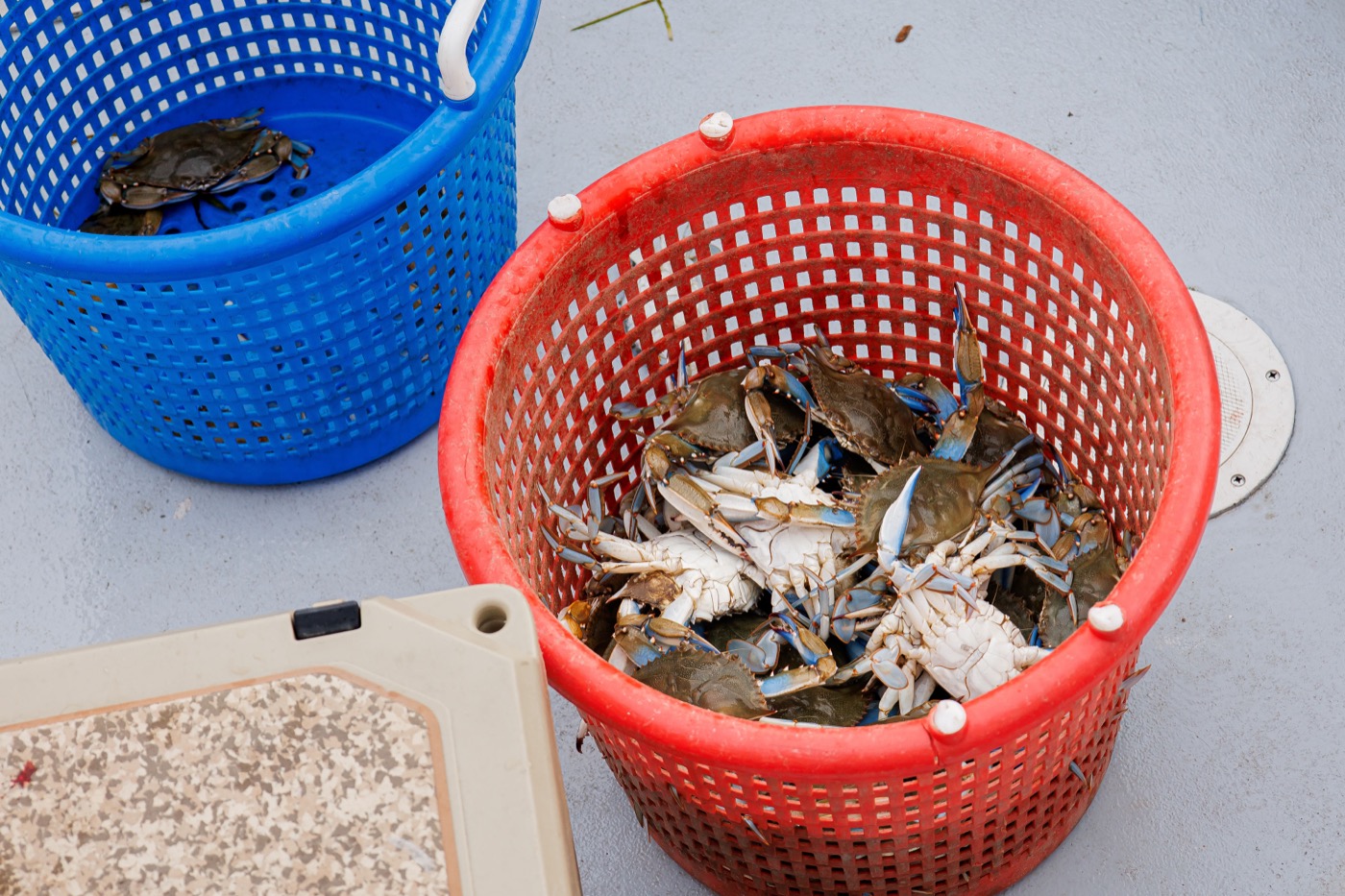 A bushel basket of Maryland blue crabs